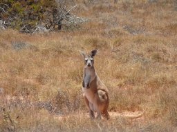 Westaustralien