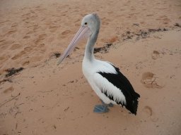 Westaustralien