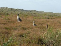 Westaustralien