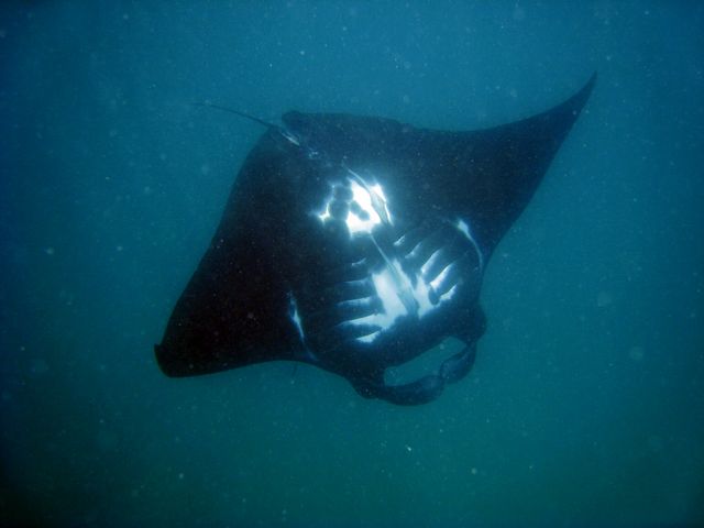 riesige Manta Rays